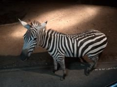 -清迈夜间动物园