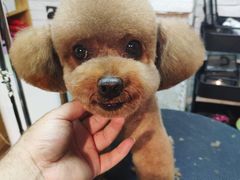 -Goku PET SHOP宠物视觉生活馆(双井店)