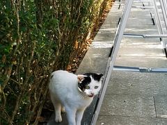 -上海佘山国家森林公园天马山园