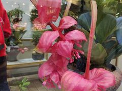 -越秀西湖花市(广州城市广场花卉店)