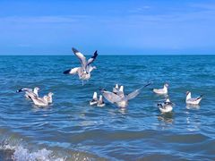 -青海湖国家重点风景名胜区