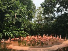 -新加坡飞禽公园