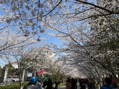 -高东镇樱花园
