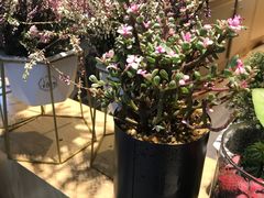 -谷莠子花艺·气球派对·绿植造景·花艺沙龙(金光华广场店)