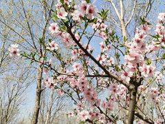 -大兴滨河森林公园