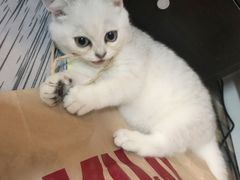 -袖虎·猫馆(体育西路店)