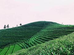 -听风阁农家私房菜茶楼(龙坞店)