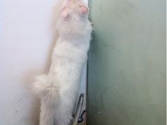 -Babycat私家御饼屋(龙头路一店)