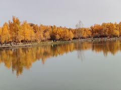 -金塔沙漠胡杨林景区