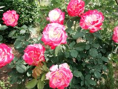 -武清南湖绿博园