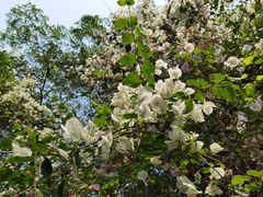 -深圳国际园林花卉博览园