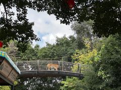 -深圳野生动物园