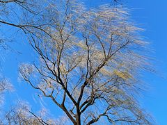 景点-朝阳公园