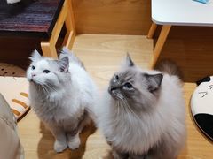 -滚猫咖啡·猫咖·猫友好撸猫(未来城店)