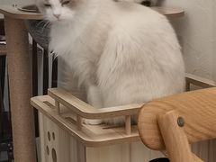 -猫友咖啡店(玉林西路店)