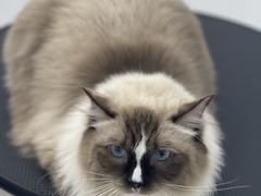 -comecome来吧宠物(奥克斯中心店)