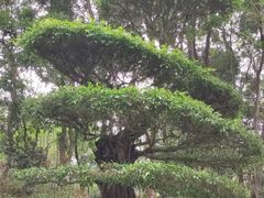 -深圳国际园林花卉博览园