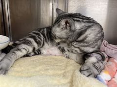 -瑞派康怡24h宠物医院·犬猫医疗中心·微创绝育(瑞景分院)