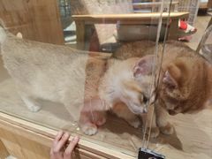 -藏猫猫咖啡主题馆(中央大道店)
