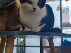 -喵屿·大理花园猫咖