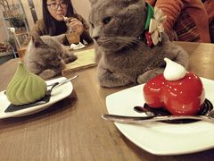 -共舞时光猫咖·狗咖(新街口店)