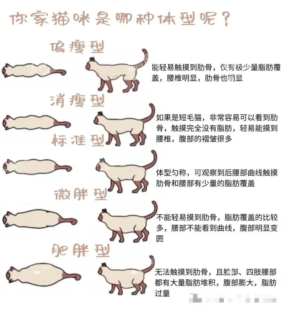 猫咪身体结构示意图图片