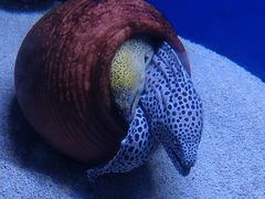 -江和美海洋公园