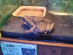 -上海大自然野生昆虫馆