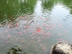 -莲湖公园