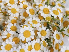 -桂林市花鸟市场