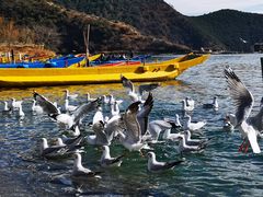 -泸沽湖里格半岛