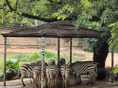 -深圳野生动物园
