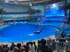 -海合安成都极地海洋公园
