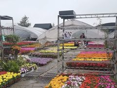 -龙大花卉苗木市场