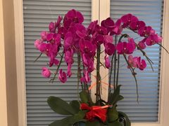 -羊门客在·烤盐池滩羊·川菜