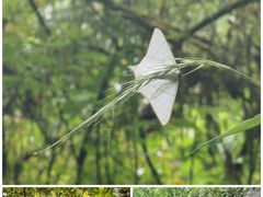 -西岭雪山大飞水景区