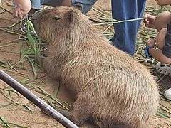 -西霞口神雕山野生动物世界