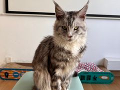 -猫在这儿猫咪咖啡馆·撸猫馆