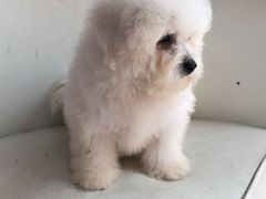 -仁华宠物医院(青羊店)