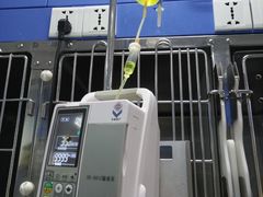 -睿金宠物医院·CT·肿瘤·骨外科