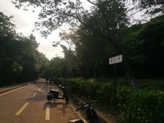 -武汉大学-樱园