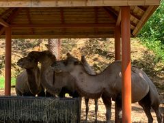 -大连森林动物园