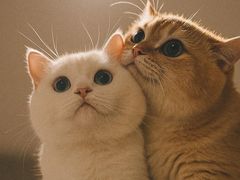 -宠物星动物医院·眼科·异宠·猫科(江南大道总院)