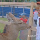 南宁鹿岛公园我来了，凑热闹真的想哭