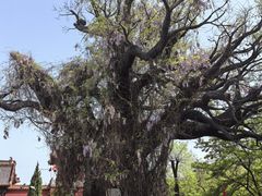 -大槐树寻根祭祖园