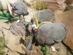 -陕西自然博物馆