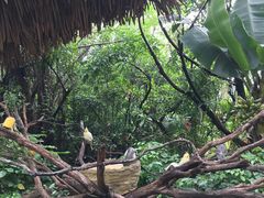-广州长隆飞鸟乐园