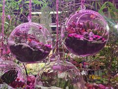 -花鸟鱼虫鲜花绿植市场(玉泉路店)