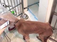-佩兹宠物医院肿瘤专科·眼科·牙科(黄浦店)