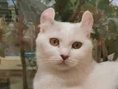 -屋虎猫馆(宝安大仟里店)